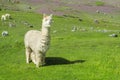 Fluffy white Lama on altiplano Royalty Free Stock Photo