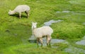 Fluffy white Lama on altiplano wetland Royalty Free Stock Photo