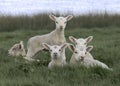 Fluffy white lambs grazing in a lush green meadow near a serene body of water Royalty Free Stock Photo