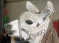 Fluffy White Llama at the Fair Royalty Free Stock Photo