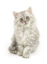 Fluffy white longhair cat