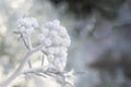 fluffy white plant sage, macro wallpaper, background