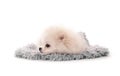 Fluffy white puppy spitz breed isolated