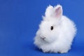 Fluffy white rabbit on blue background, space for text. Cute pet