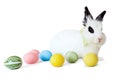 Fluffy white rabbit with Easter eggs Royalty Free Stock Photo