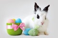 Fluffy white rabbit with Easter eggs isolated on grey background Royalty Free Stock Photo