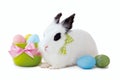 Fluffy white rabbit with Easter eggs isolated on white background. Royalty Free Stock Photo