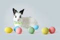 Fluffy white rabbit with Easter eggs isolated on white background. Royalty Free Stock Photo