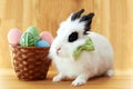 Fluffy white rabbit with Easter eggs Royalty Free Stock Photo