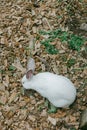 Fluffy white rabbit exploring a natural setting with wooden chips and grass scattered around Royalty Free Stock Photo
