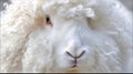 Fluffy White Rabbit Face Close Up With Soft Curled Fur Details Royalty Free Stock Photo