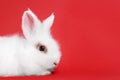 Fluffy white rabbit on red background, space for text. Cute pet