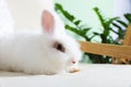 Fluffy white rabbit on sofa indoors, space for text. Cute pet