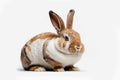 Fluffy white and red rabbit - animals and Easter. Royalty Free Stock Photo