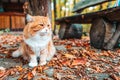 Fluffy white-red striped cat with a sleepy face sitting on the ground strewn with leaves. In the background, a wooden bench, a