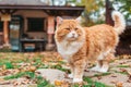Fluffy white-red striped cat stands on the ground strewn with leaves. In the background is a wooden house and yard