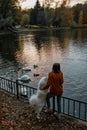 Fluffy white Samoyed dog in an autumn park with lake with swans and ducks