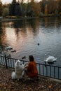 Fluffy white Samoyed dog in an autumn park with lake with swans and ducks
