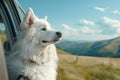 Fluffy white Samoyed dog enjoys a car ride.