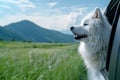 Fluffy white Samoyed dog enjoys a car ride.