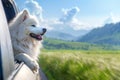 Fluffy white Samoyed dog enjoys a car ride.