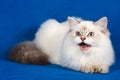 Fluffy white Siberian cat meows