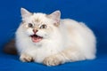 Fluffy white Siberian cat meows