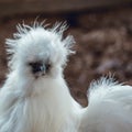 Fluffy white silkie farm chicken, looking fabulous