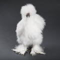 White Silkie Rooster