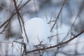 Fluffy white snow on bare thorny branches Royalty Free Stock Photo