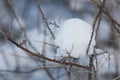 Fluffy white snow lies between bare thorny branches Royalty Free Stock Photo
