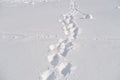 fluffy white snow with prints of animal footprints, beautiful winter landscape, snowfall in forest, hunter, tracker is tracking