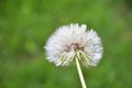 Fluffy white sown dandelion. Plant, beauty, background Royalty Free Stock Photo