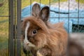 Fluffy white-spotted bunny inside of an outdoor enclosure