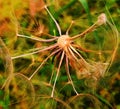 Fluffy wild flower close view