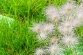 Fluffy wild flowers in grass