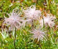 Fluffy wild flowers