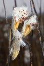 Fluffy wild-growing milkweed plant seeds. Royalty Free Stock Photo