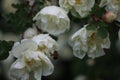 Fluffy wild roses at evening