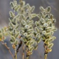 Fluffy willow buds Royalty Free Stock Photo