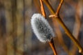 Fluffy willow catkin on a branch, close-up