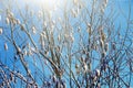 Fluffy willow earrings swaying in wind, sparkling snow flying