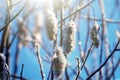 Fluffy willow earrings swaying in wind, sparkling snow flying