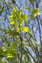 Fluffy willow flower head with seeds. Spring  osier with green leaves. Willow twigs on a soft blue background in spring. Selective Royalty Free Stock Photo