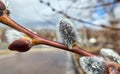 Fluffy willow with rain drops close up in spring Royalty Free Stock Photo