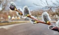 Fluffy willow with rain drops close up in spring Royalty Free Stock Photo