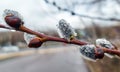 Fluffy willow with rain drops close up in spring Royalty Free Stock Photo