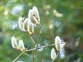 Detail of willow Salix sp. catkins blooming on branches on green forest background in spring Royalty Free Stock Photo