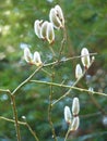 Willow Salix sp. catkins blooming on branches on green forest background in spring Royalty Free Stock Photo