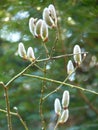 Willow Salix sp. catkins flowering on green forest background in spring Royalty Free Stock Photo